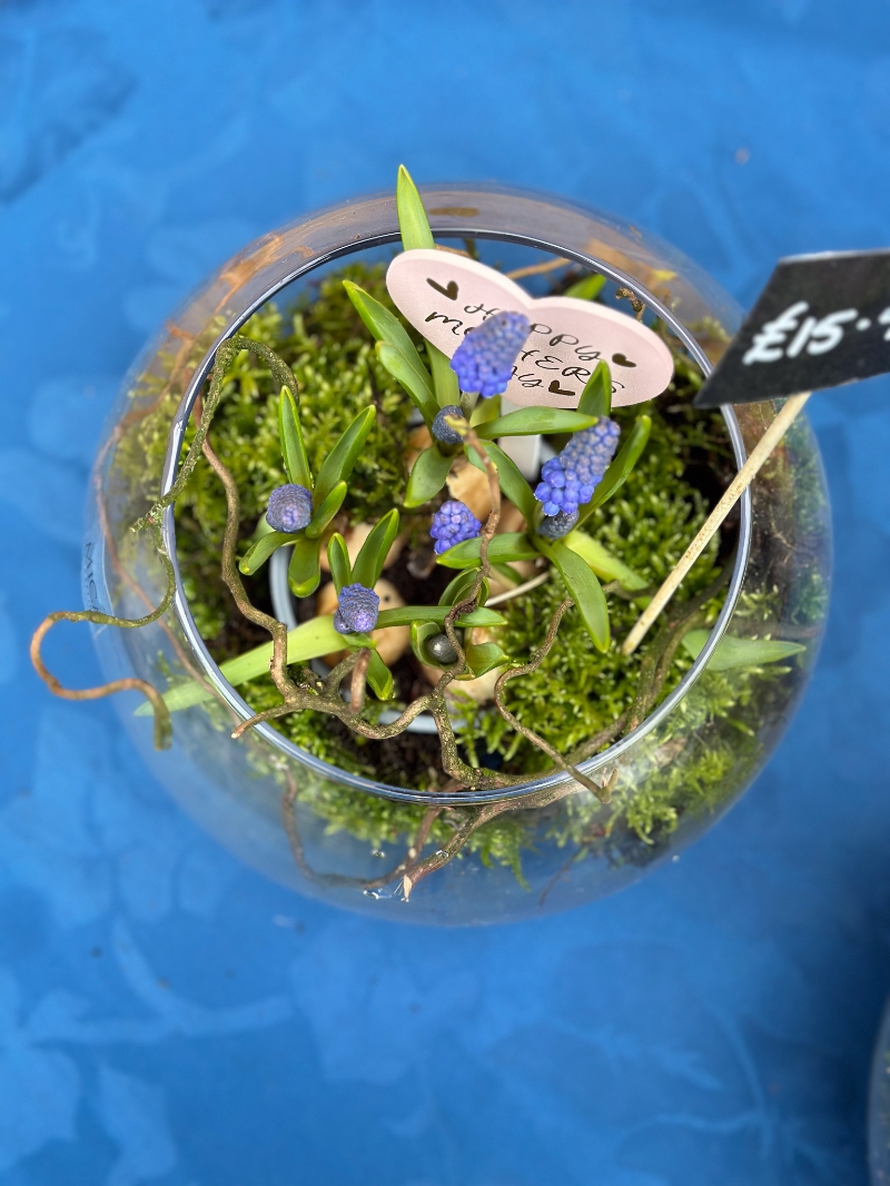 Fishbowl spring planter