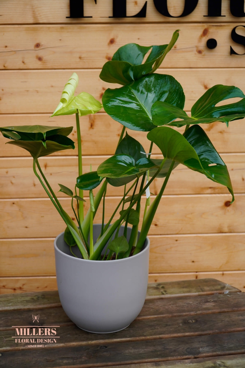 Monstera (Cheese plant)