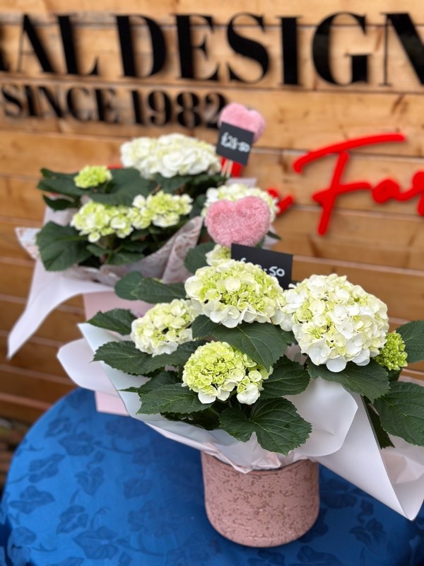 Hydrangea Plants buy online or call 0161 633 5842