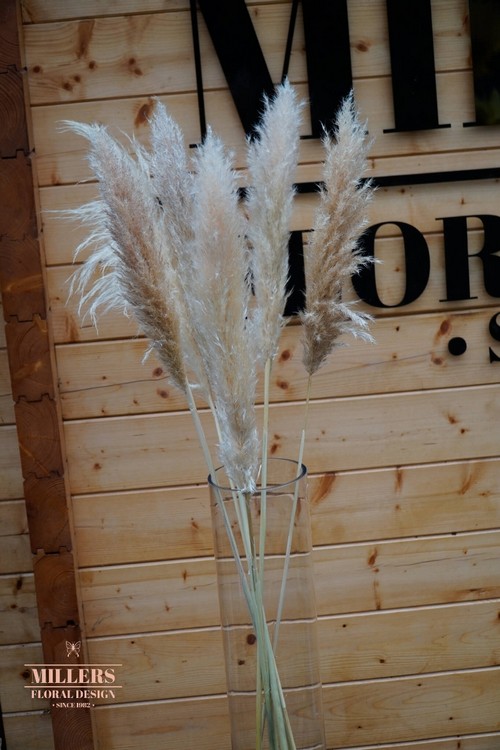 Pampas grass