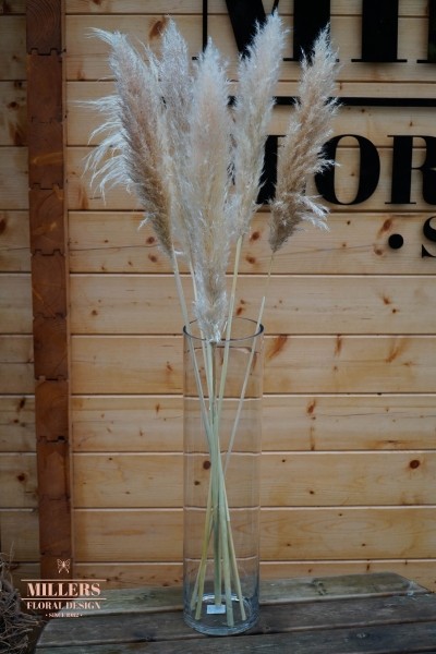 Pampas grass