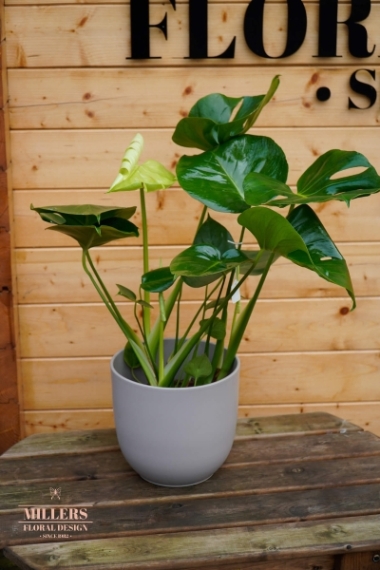 Monstera (Cheese plant)