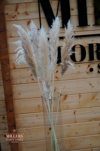 Pampas grass