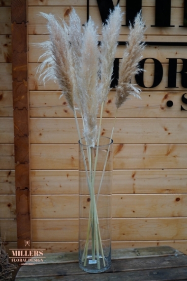 Pampas grass