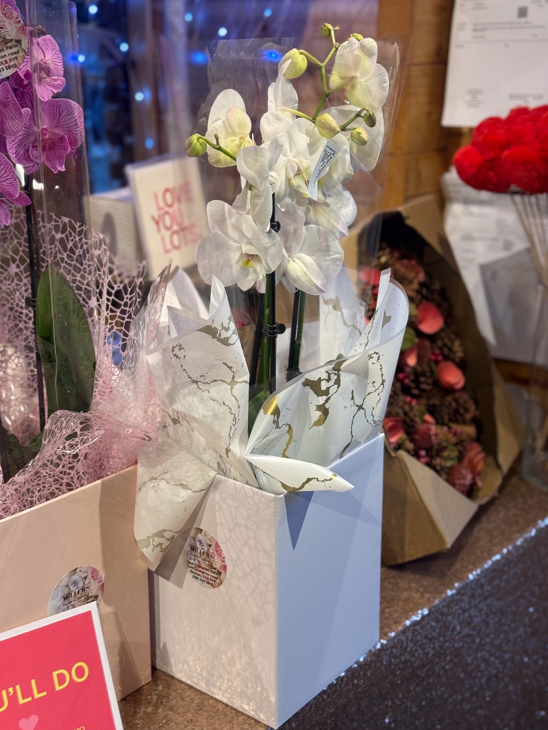 Gift boxed Orchid plants