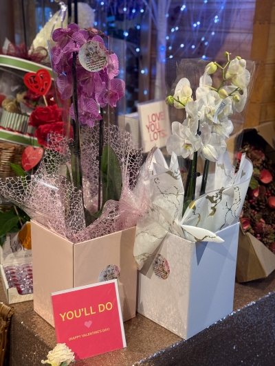 Gift boxed Orchid plants