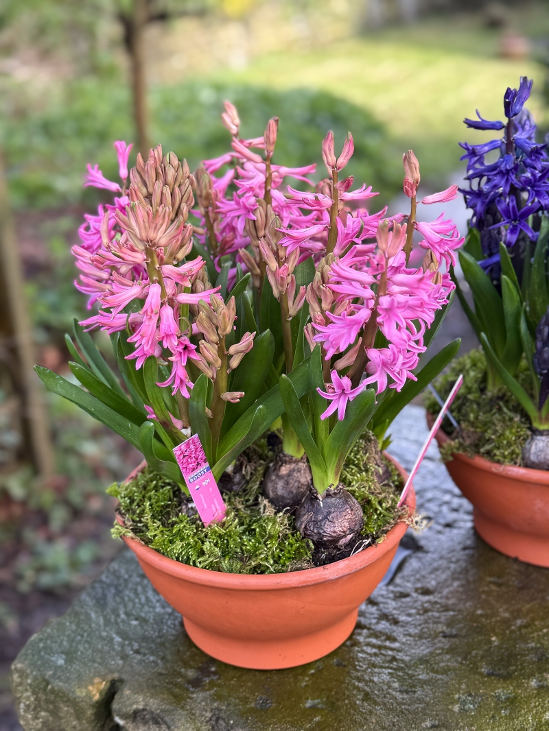 flower-bouquet-instagram-delivery-manchester-oldham-luxury-gift-present