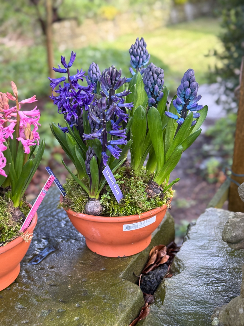 flower-bouquet-instagram-delivery-manchester-oldham-luxury-gift-present