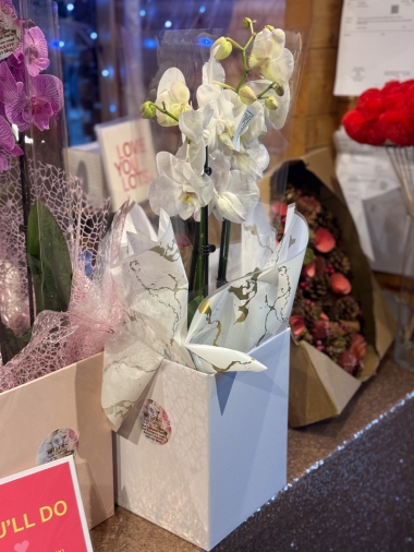 Gift boxed Orchid plants