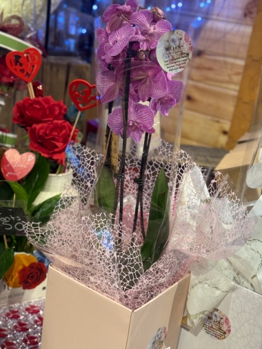 Gift boxed Orchid plants