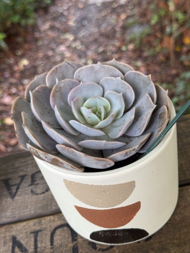 flower-bouquet-instagram-delivery-manchester-oldham